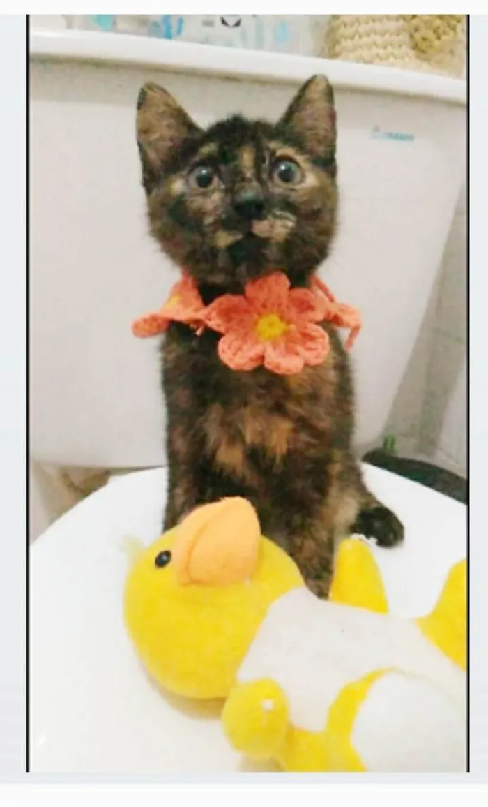 Gato ra a srd escaminha  idade 2 a 6 meses nome CACAUZINHA