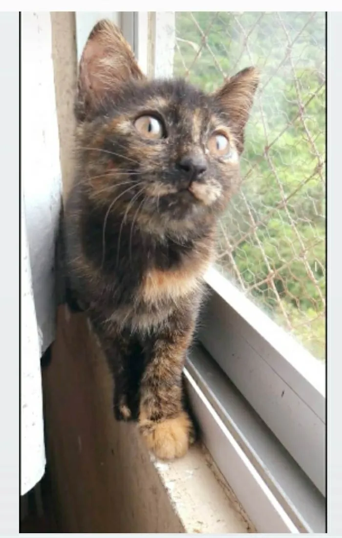 Gato ra a srd escaminha  idade 2 a 6 meses nome CACAUZINHA