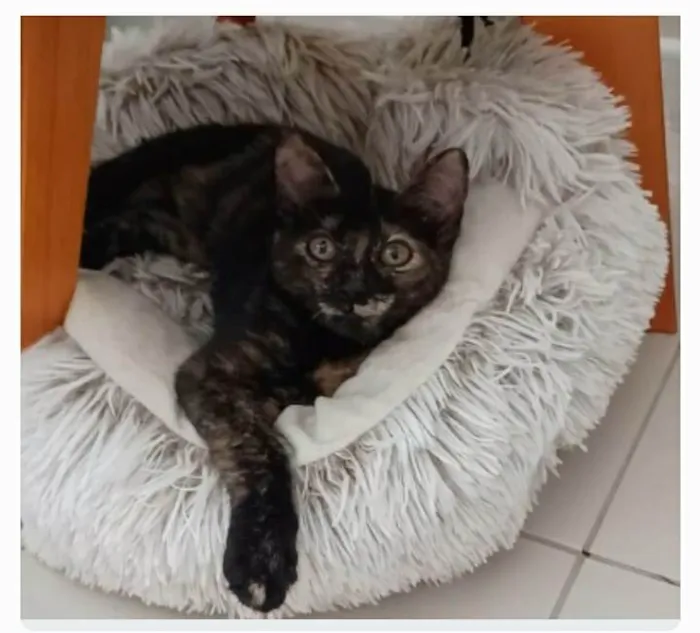 Gato ra a srd escaminha  idade 2 a 6 meses nome CACAUZINHA