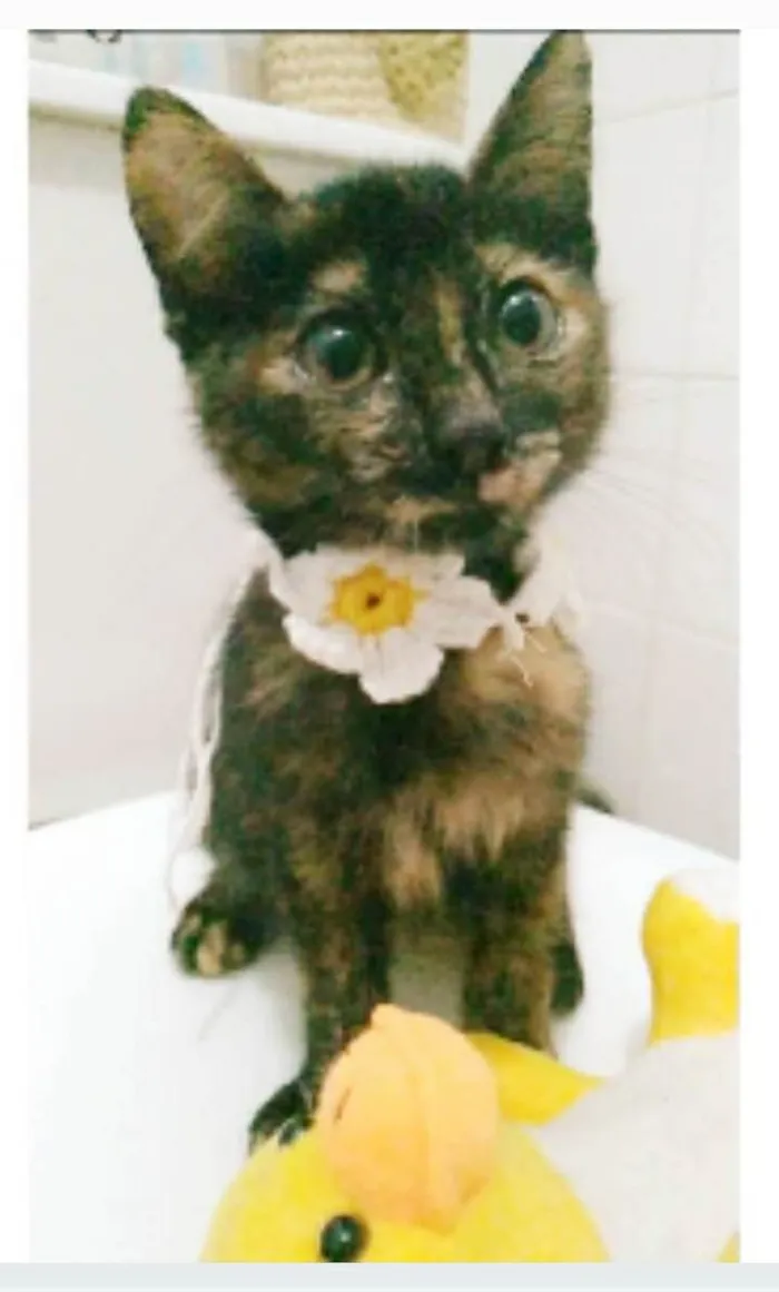 Gato ra a srd escaminha  idade 2 a 6 meses nome CACAUZINHA