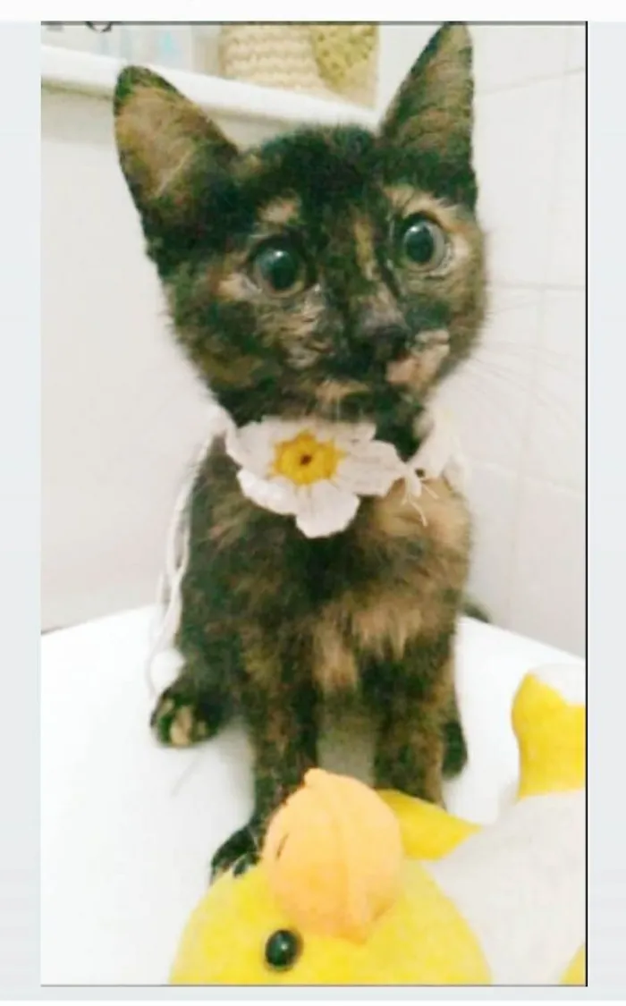Gato ra a srd escaminha  idade 2 a 6 meses nome CACAUZINHA