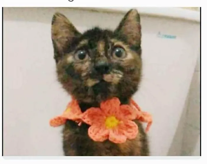 Gato ra a srd escaminha  idade 2 a 6 meses nome CACAUZINHA