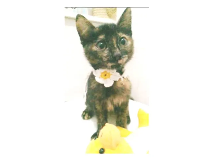 Gato ra a srd escaminha  idade 2 a 6 meses nome CACAUZINHA