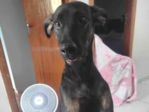 Cachorro raça SRD-ViraLata idade 7 a 11 meses nome Jojo