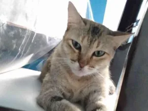 Gato raça SRD-ViraLata idade 2 anos nome Finzel 