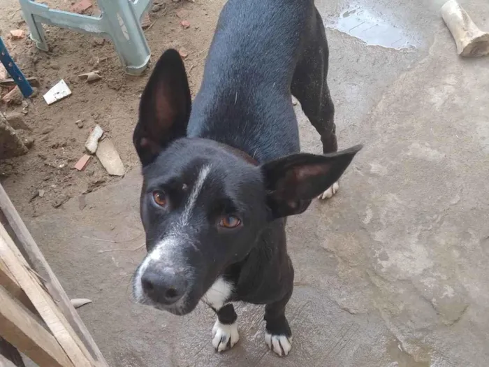 Cachorro ra a Vira Lata  idade 5 anos nome Pretinho 