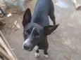 Pretinho