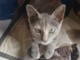 Jojo ,macaca ,teinha