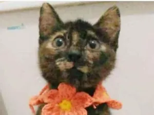 Gato raça srd escaminha  idade 2 a 6 meses nome CACAUZINHA