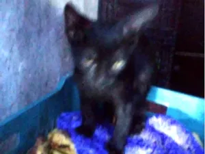 Gato raça Comum idade 2 a 6 meses nome Tom