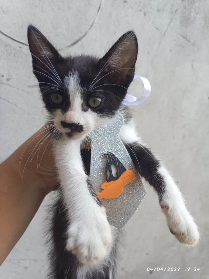 Gato ra a Srd  idade Abaixo de 2 meses nome Frajola 