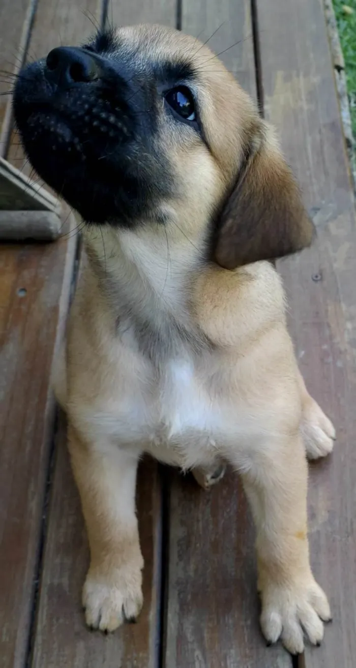 Cachorro ra a Mãe da raça Black Mouth. Pai garanhão Mix labrador  idade Abaixo de 2 meses nome Oliva, Blanca, Pérola e Dendê 