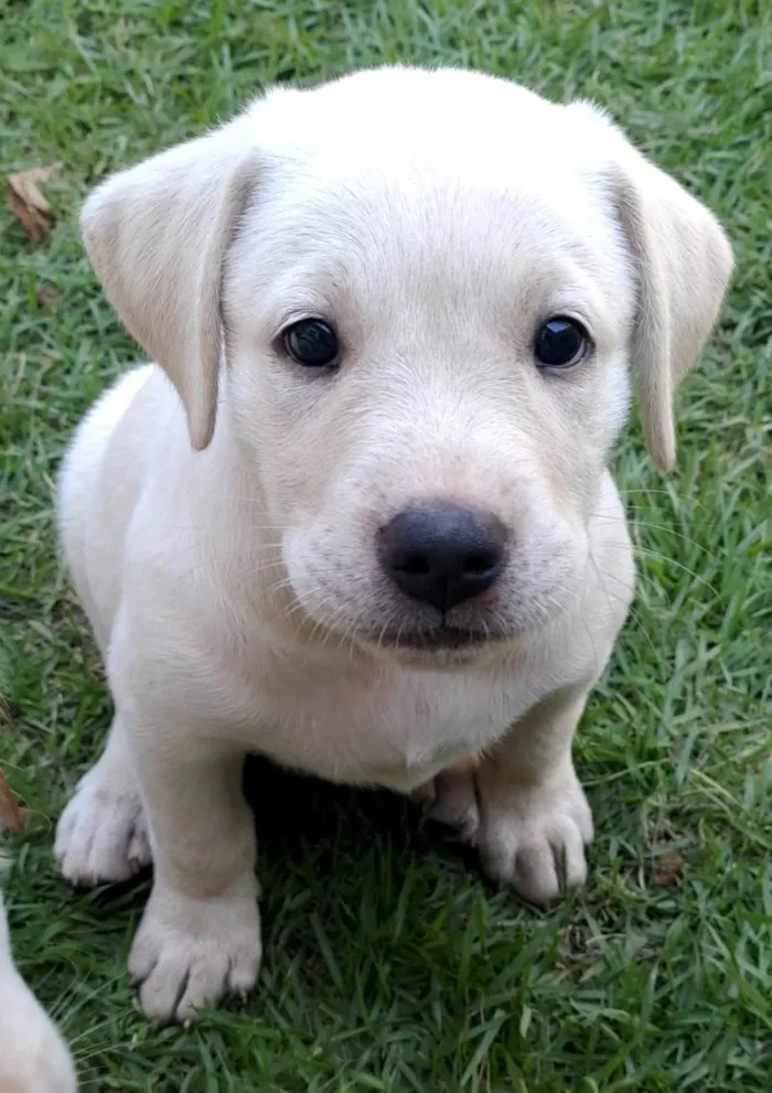 Cachorro ra a Mãe da raça Black Mouth. Pai garanhão Mix labrador  idade Abaixo de 2 meses nome Oliva, Blanca, Pérola e Dendê 