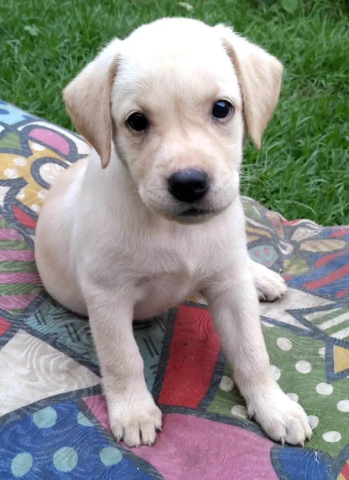 Cachorro ra a Mãe da raça Black Mouth. Pai garanhão Mix labrador  idade Abaixo de 2 meses nome Oliva, Blanca, Pérola e Dendê 