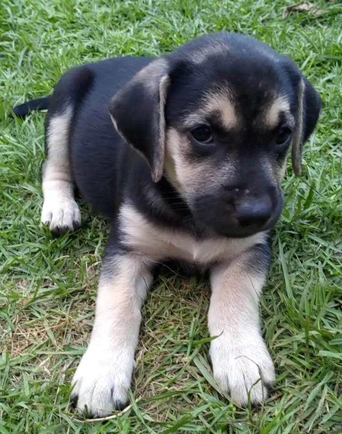 Cachorro ra a Mãe da raça Black Mouth. Pai garanhão Mix labrador  idade Abaixo de 2 meses nome Oliva, Blanca, Pérola e Dendê 