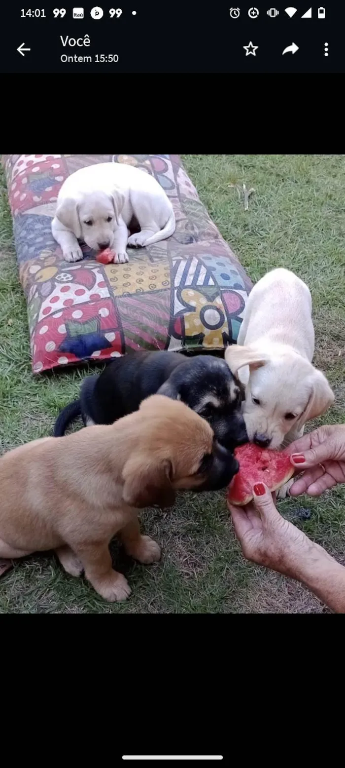 Cachorro ra a Mãe da raça Black Mouth. Pai garanhão Mix labrador  idade Abaixo de 2 meses nome Oliva, Blanca, Pérola e Dendê 