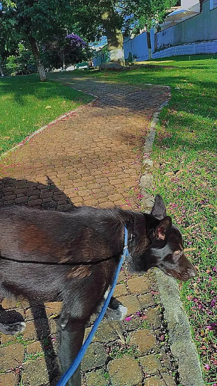 Cachorro ra a Pastor Belga com Border Collie  idade 1 ano nome Bartholomeu (Bartô)