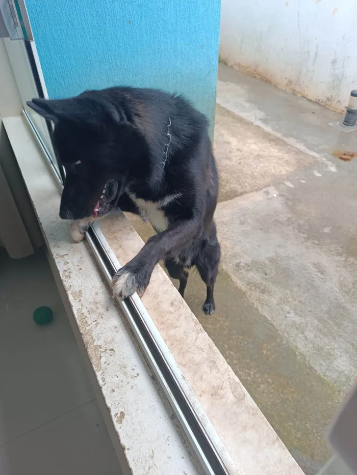 Cachorro ra a Pastor Belga com Border Collie  idade 3 anos nome Bartholomeu (Bartô)