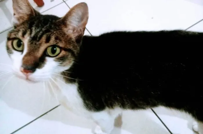 Gato ra a Vira lata idade 2 anos nome Peuir,linda,leona