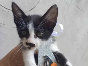 Gato raça Srd  idade Abaixo de 2 meses nome Frajola 