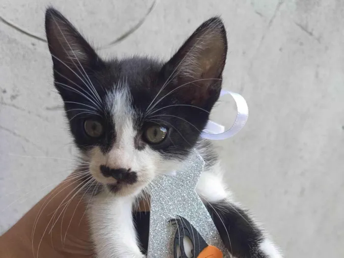 Gato ra a Srd  idade Abaixo de 2 meses nome Frajola 