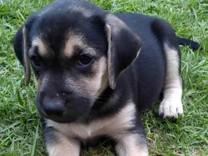 Cachorro ra a Mãe da raça Black Mouth. Pai garanhão Mix labrador  idade Abaixo de 2 meses nome Oliva, Blanca, Pérola e Dendê 