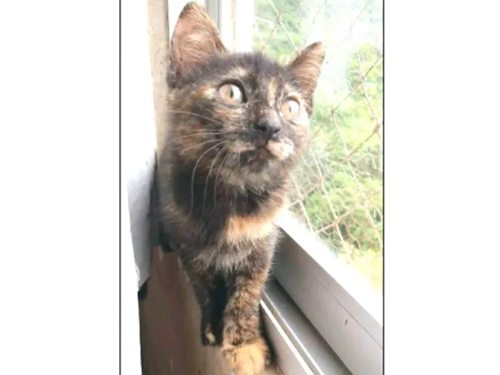 Gato ra a srd escaminha  idade 2 a 6 meses nome CACAUZINHA