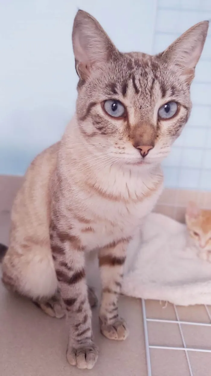 Gato ra a srd tigradinho idade 7 a 11 meses nome THEODORO