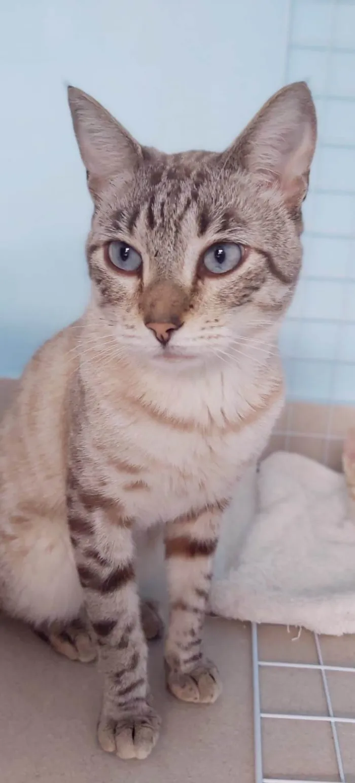 Gato ra a srd tigradinho idade 7 a 11 meses nome THEODORO