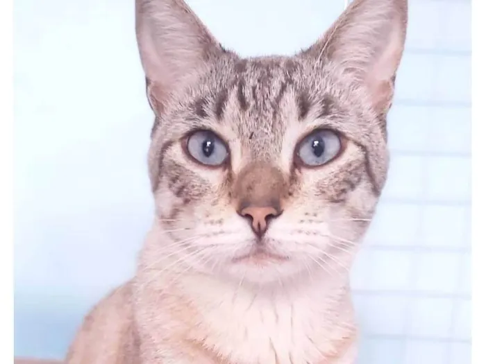 Gato ra a srd tigradinho idade 7 a 11 meses nome THEODORO
