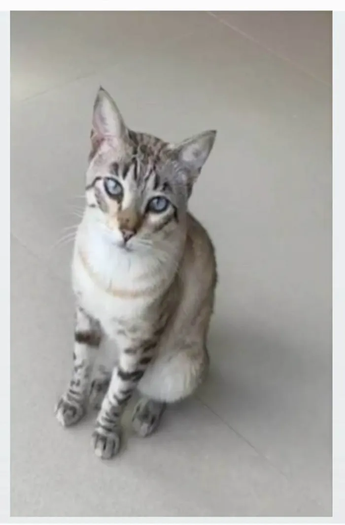 Gato ra a srd tigradinho idade 7 a 11 meses nome THEODORO