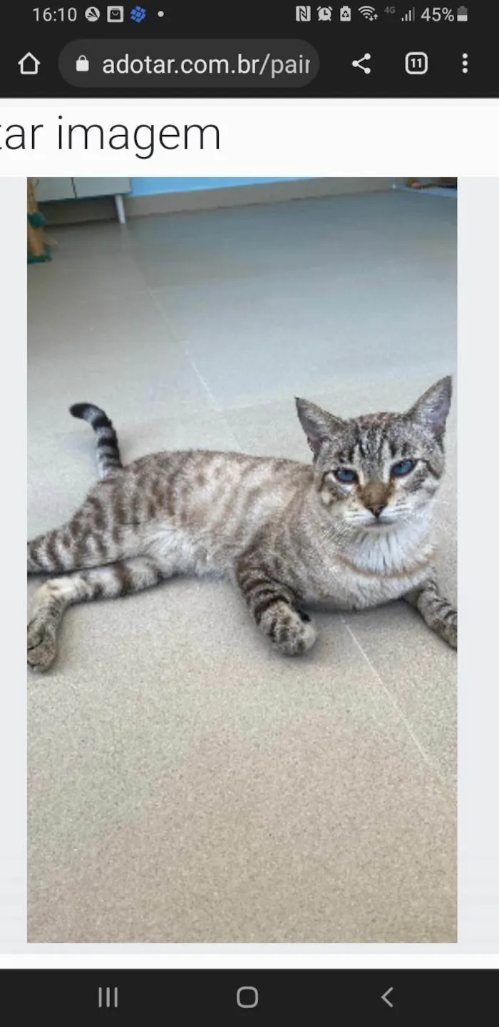 Gato ra a srd tigradinho idade 7 a 11 meses nome THEODORO