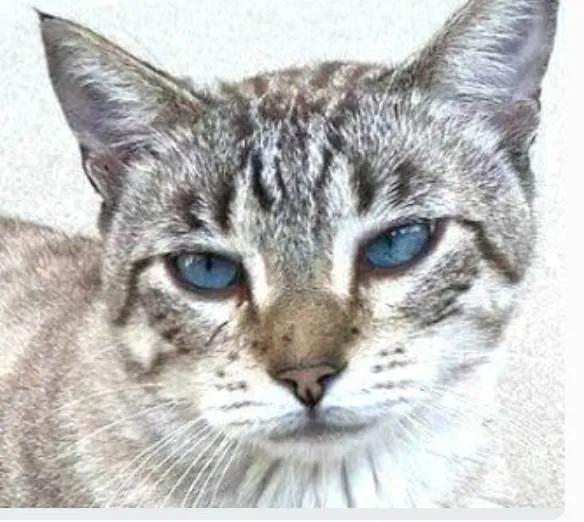 Gato ra a srd tigradinho idade 7 a 11 meses nome THEODORO
