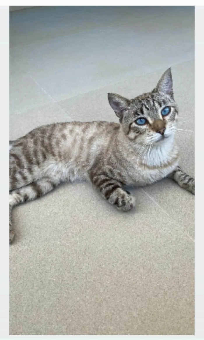 Gato ra a srd tigradinho idade 7 a 11 meses nome THEODORO