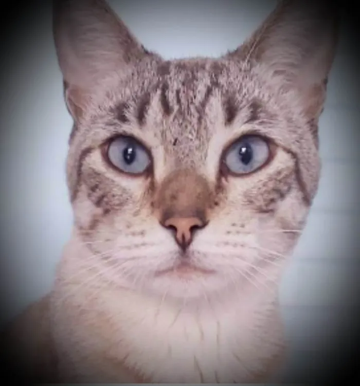 Gato ra a srd tigradinho idade 7 a 11 meses nome THEODORO