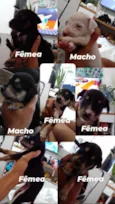 cachorrinhos