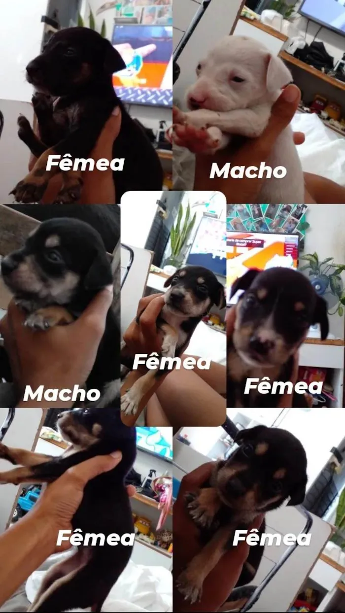 Cachorro ra a SRD-ViraLata idade Abaixo de 2 meses nome cachorrinhos