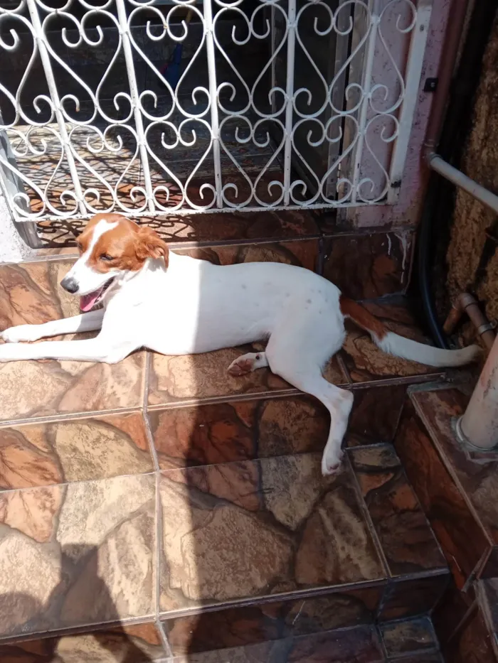 Cachorro ra a SRD-ViraLata idade 3 anos nome mel 