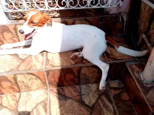 Cachorro raça SRD-ViraLata idade 3 anos nome mel 