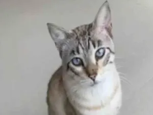 Gato raça srd tigradinho idade 7 a 11 meses nome THEODORO