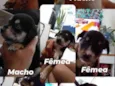 cachorrinhos