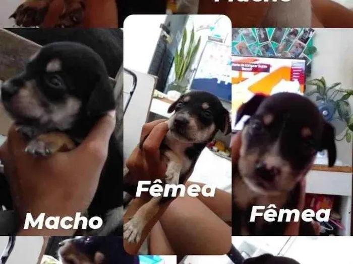 Cachorro ra a SRD-ViraLata idade Abaixo de 2 meses nome cachorrinhos