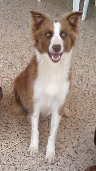 Cachorro raça Border Collie idade 5 anos nome Molly