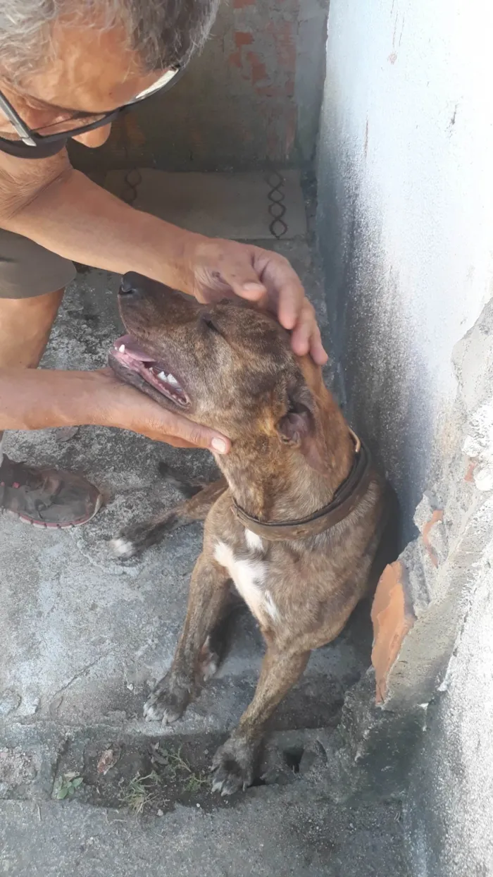 Cachorro ra a SRD idade 2 anos nome Malhado