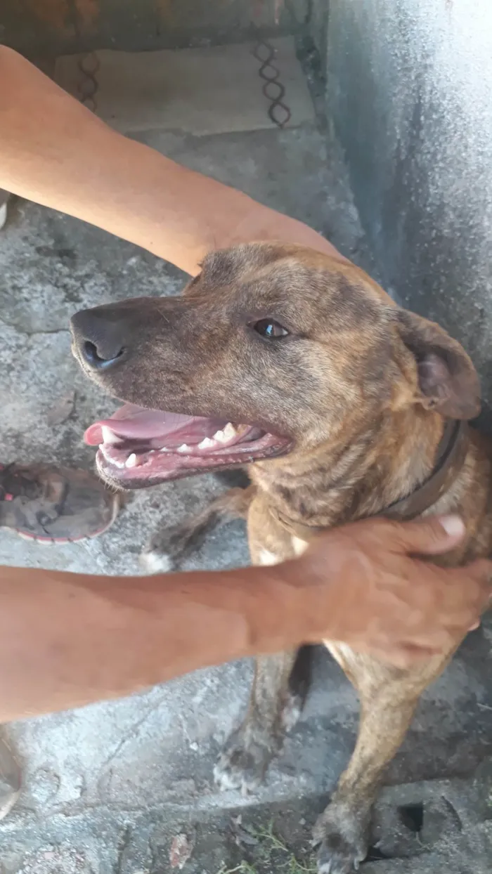 Cachorro ra a SRD idade 2 anos nome Malhado