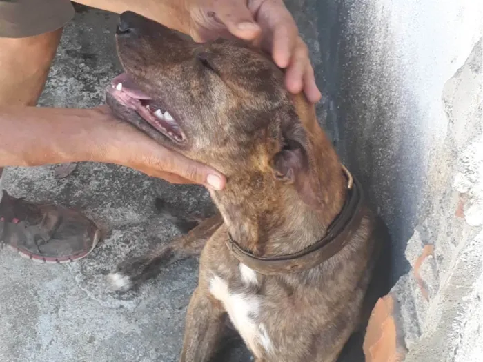 Cachorro ra a SRD idade 2 anos nome Malhado