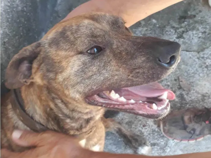 Cachorro ra a SRD idade 2 anos nome Malhado