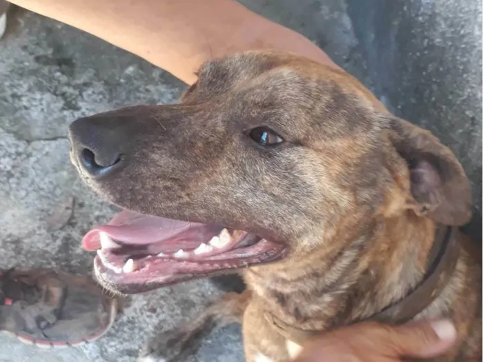 Cachorro ra a SRD idade 2 anos nome Malhado