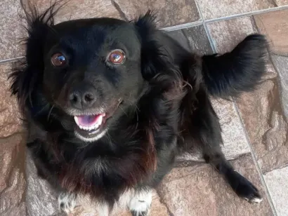 Cachorro raça SRD-ViraLata idade 4 anos nome Preta
