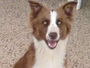 Cachorro raça Border Collie idade 5 anos nome Molly